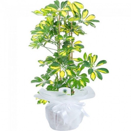 Schefflera (Şeflera) Bitkisi 2 KÖKLÜ